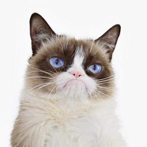 grumpy-cat